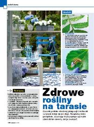 Zdrowe rośliny na tarasie